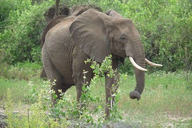 4 Days Lodge Safari - Ngorongoro Crater day: Big Five chances in a few focused hours