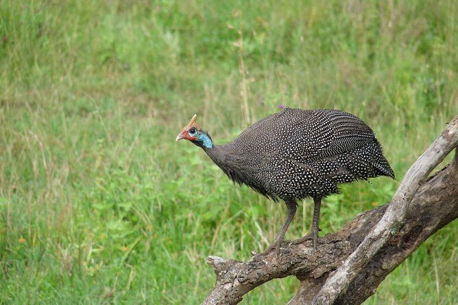 4 Days Lodge Safari - Price and value: what $1,847.43 includes (and what to budget)