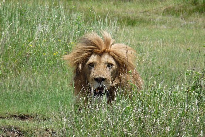 4 Days Lodge Safari - What guides and teamwork can change on safari