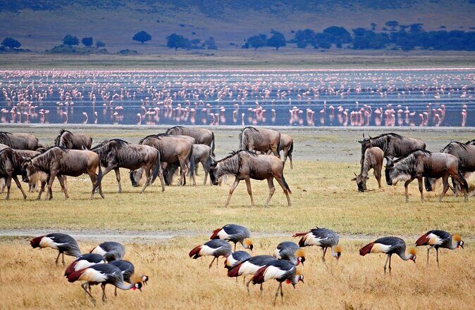 4 Days Lodge Safari in Lake Manyara, Serengeti & Ngorongoro Crater - Key highlights