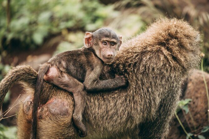 4 Days Lodge Safari in Lake Manyara, Serengeti & Ngorongoro Crater - A tight Northern Circuit in just four days
