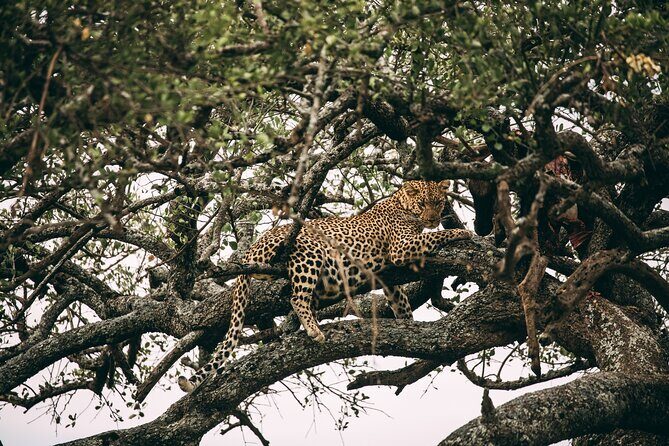 4 Days Lodge Safari in Lake Manyara, Serengeti & Ngorongoro Crater - Day 3 Ngorongoro Conservation Area: dawn drives before the crater rim