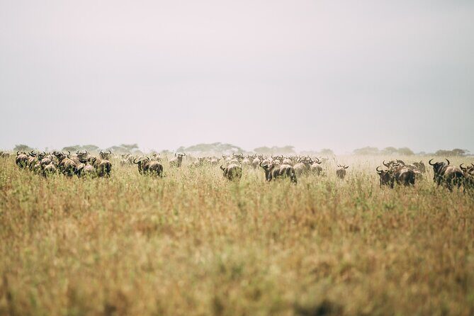 4 Days Lodge Safari in Lake Manyara, Serengeti & Ngorongoro Crater - Value check at $2,375 per person