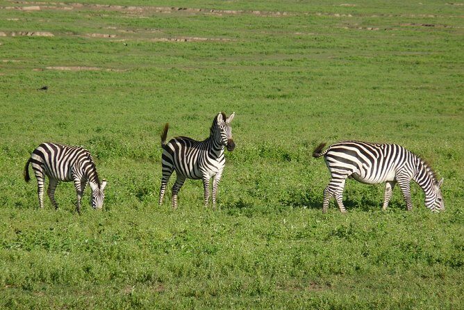 4 Days Lodge Safari - Serengeti: migration depends on season, but predators and Kopjes don’t