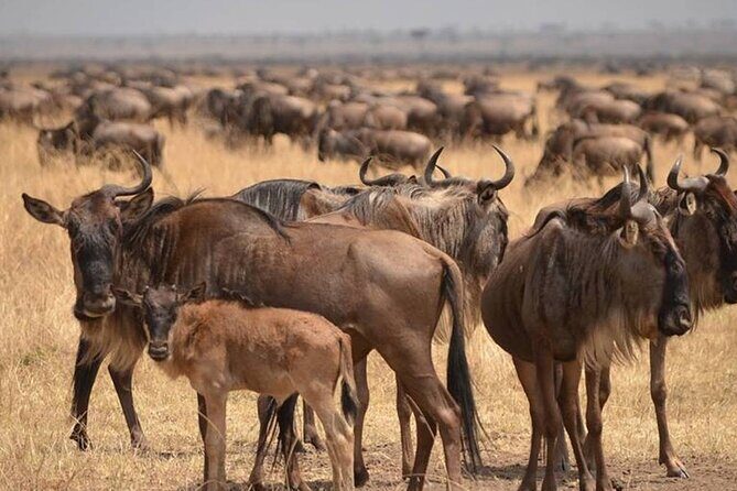 4 Days Lodges Serengeti, Ngorongoro Crater & Visiting Maasai - Entering The Serengeti and Ngorongoro Loop From Arusha