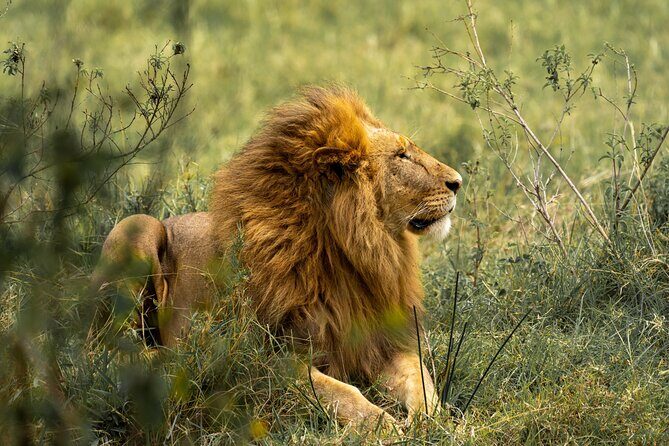 4 Days Lodges Serengeti, Ngorongoro Crater & Visiting Maasai - Day 4: Half-Day Serengeti Drive and Head Back to Arusha or Moshi