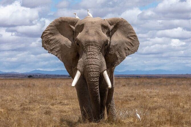 4 Days Lodges Serengeti, Ngorongoro Crater & Visiting Maasai - Where You Sleep Matters: Wildebeest Camp and Wild Camp Setup