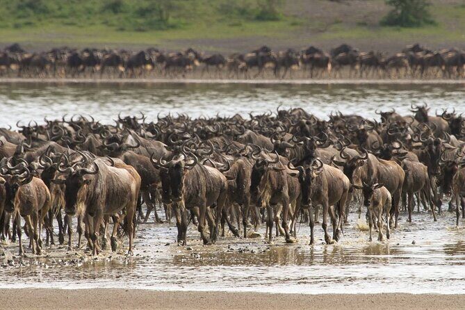 4 Days Lodges Serengeti, Ngorongoro Crater & Visiting Maasai - Guides Make or Break the Experience (and Here They’re Named)