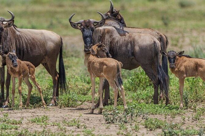 4 Days Lodges Serengeti, Ngorongoro Crater & Visiting Maasai - Day 3: Full Day Serengeti Game Drive With Picnic Lunch
