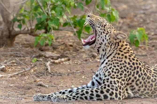 4 Days Luxury Lodge Safari Tour Tanzania - Day 1: Arrival Energy and Tarangire’s Elephant Herds