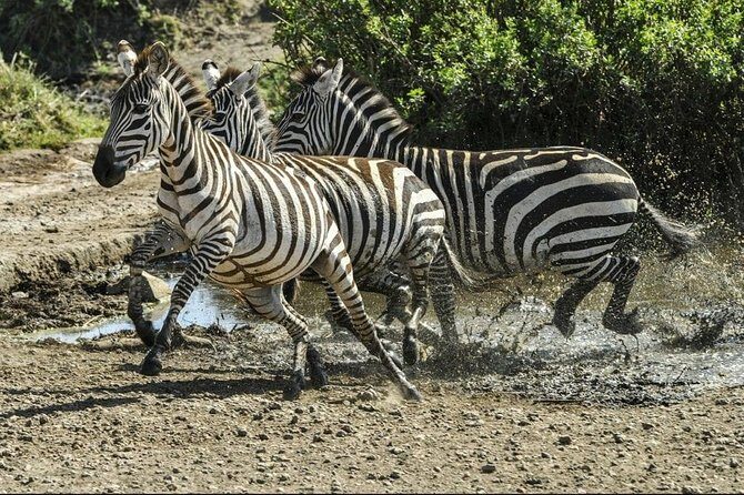 4 Days Luxury Lodge Safari Tour Tanzania - Lodges and Comfort: What Luxury Looks Like on Safari