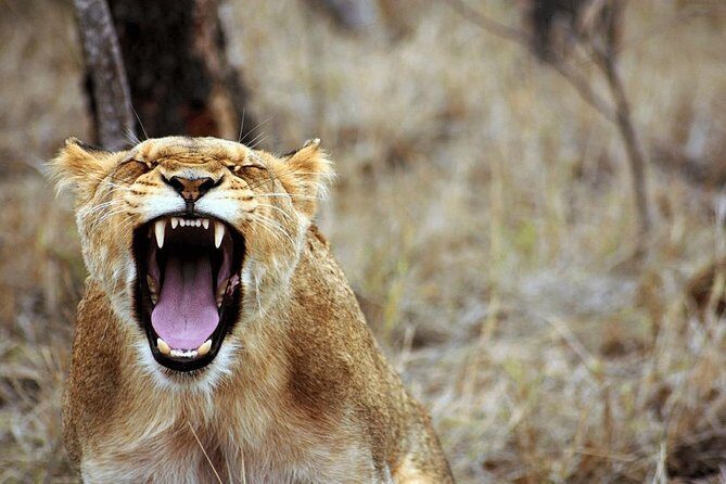 4 Days Luxury Lodge Safari Tour Tanzania - Guide Quality and Small Group Size: Why Max 12 Can Matter