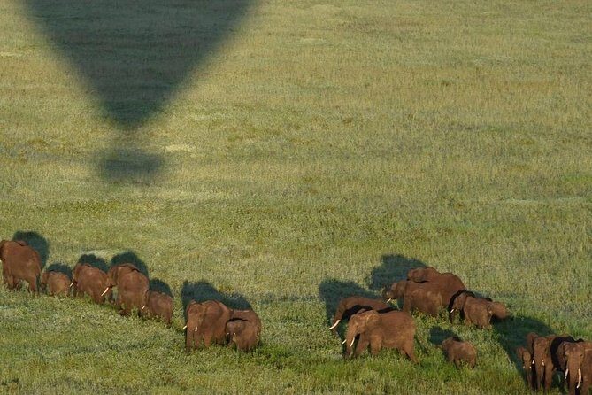 4 days luxury safari (a dream experience) - What you’re paying for: $4,500 in safari reality