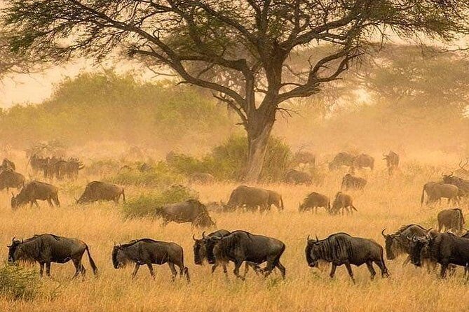 4 days luxury safari (a dream experience) - Cancellation and weather: the small print that actually matters