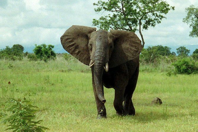 4 Days Mikumi & Udzungwa National Parks Safari - Why Mikumi and Udzungwa Work So Well Together