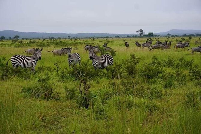 4 Days Mikumi & Udzungwa National Parks Safari - Day 2: Sunrise in Mikumi, Then Udzungwa and Sanje Waterfall Trek