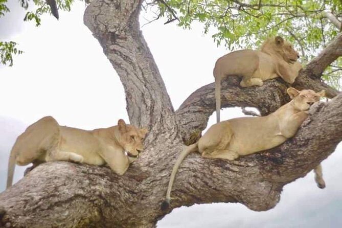 4 Days Mikumi & Udzungwa National Parks Safari - Day 3: Full Day in Mikumi National Park (the “Find More” Day)