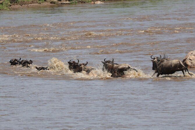 4 Days Private Arusha National Park, Serengeti, Ngorongoro Tour - Day 4: Ngorongoro Crater at 6:30 AM and the 5-Hour Floor Safari