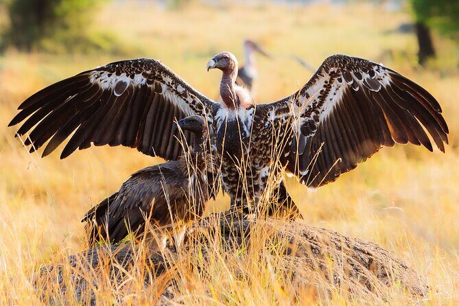 4 Days Private Arusha National Park, Serengeti, Ngorongoro Tour - Who This Tour Is Best For