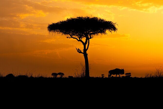 4 Days Private Arusha National Park, Serengeti, Ngorongoro Tour - Day 2: Serengeti Morning Drive in Central Serengeti