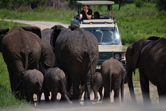 4 Days Private Midrange Lodge Safari to Serengeti & Ngorongoro - Day 1 in Tarangire: the “land of giants” and two chances to see them