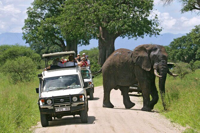 4-Days Private Midrange, Tarangire Ngorongoro, Manyara & Materuni - Materuni Waterfalls and coffee culture on Kilimanjaro’s slopes