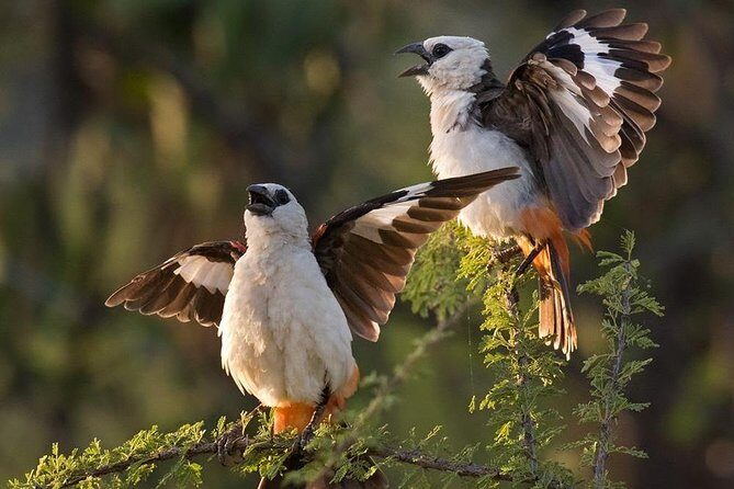 4 Days Private Migration Midrange Safari - Key highlights that matter on a Migration safari