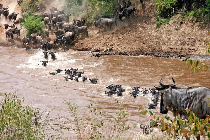 4 Days Private Migration Midrange Safari - Central Serengeti to Northern Serengeti: why you shift areas mid-trip