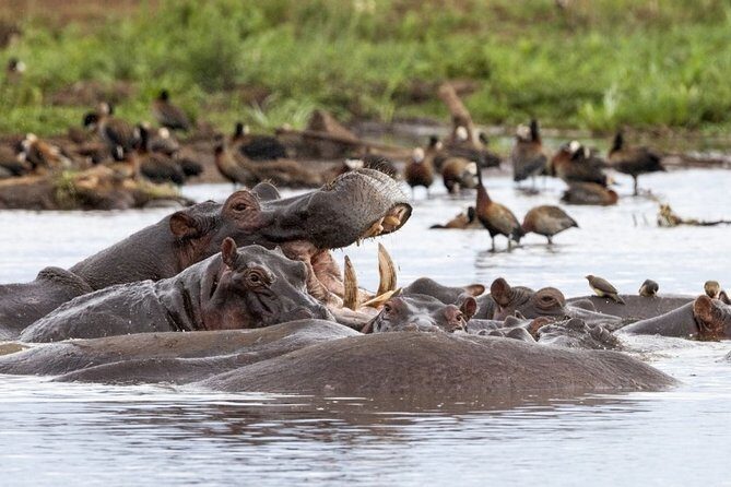 4 days Private Safari Tour Tanzania - Day 1: Tarangire National Park and Rift Wall sightings