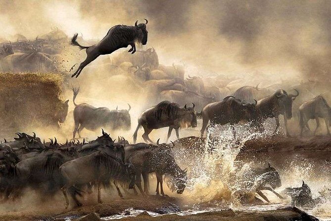 4 days Private Safari Tour Tanzania - Day 4: Ngorongoro Crater descent, predator odds, and Lake Magadi