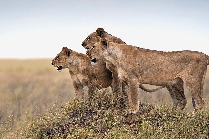 4 days Private Safari Tour Tanzania - Driver-Guide, logistics, and timing that keep the day smooth