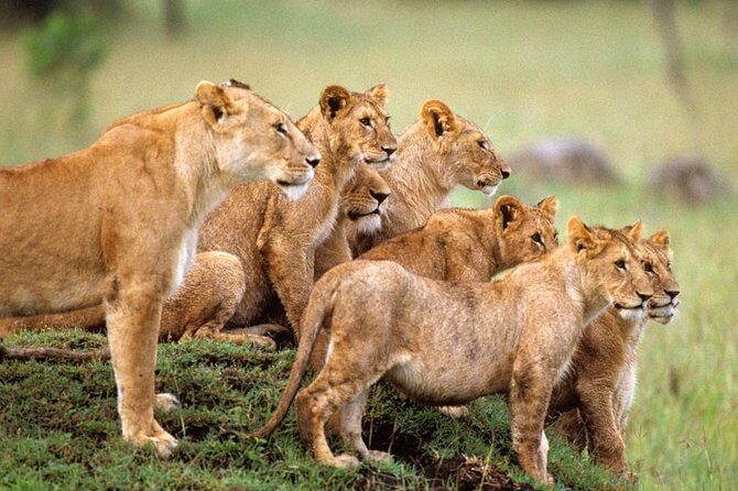 4 days Private Safari Tour Tanzania - Day 2: Serengeti Seronera area, Seronera River water, and an afternoon drive