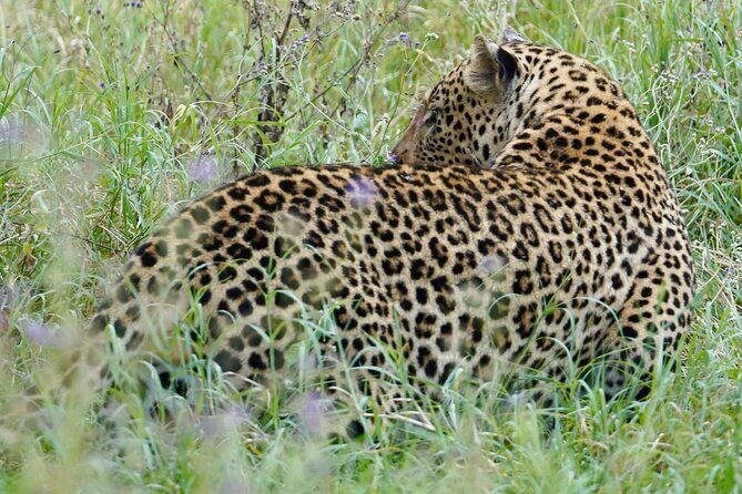 4 Days Private Tour Tarangire Crater and Serengeti - Zanzibar to Arusha to Zanzibar: the logistics that actually matter