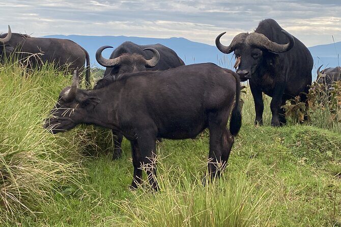 4 Days Private Tour Tarangire Crater and Serengeti - The scenic handoff: seeing Ngorongoro before you even reach Serengeti