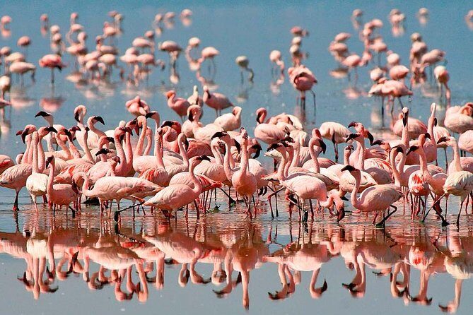 4 days safari in Tanzania - Ngorongoro Crater and Lake Magadi: one big bowl of wildlife