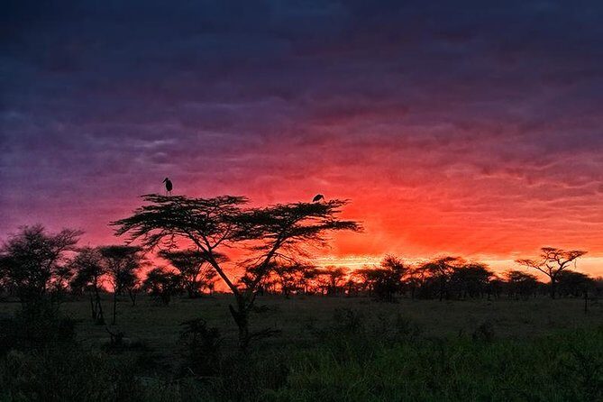 4 days Safari Lake Manyara, Ngorongoro crater and Serengeti - Day 4: Ngorongoro Crater drives for black rhino and crater lions