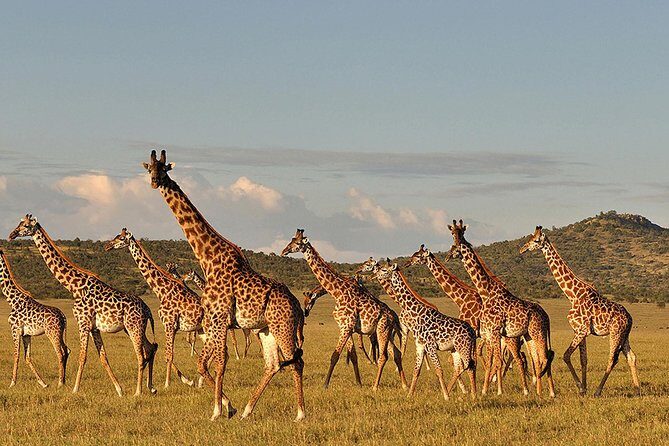 4 days Safari Lake Manyara, Ngorongoro crater and Serengeti - The real value: what’s included (and what it saves you)