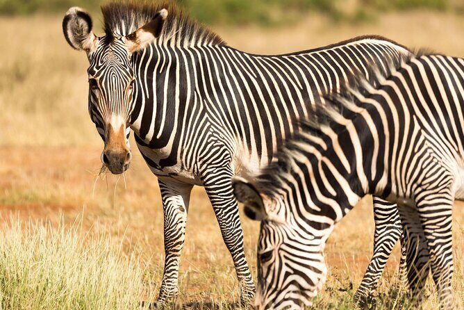 4 Days Safari to Tarangire, Serengeti and Ngorongoro - Arusha pickup, drive time, and what “early” really means