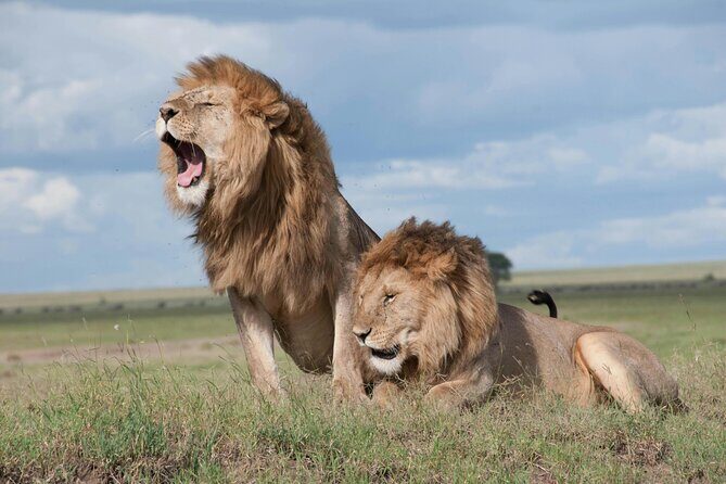 4 Days Safari Tour at Tarangire, Serengeti and Ngorongoro Crater - The real value of this 4-park circuit