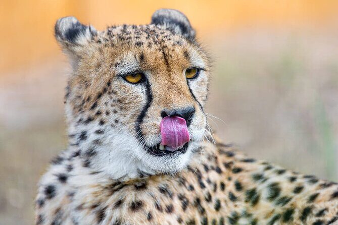 4 Days Safari Tour at Tarangire, Serengeti and Ngorongoro Crater - Day 1: Tarangire National Park and the elephant-baobab mood