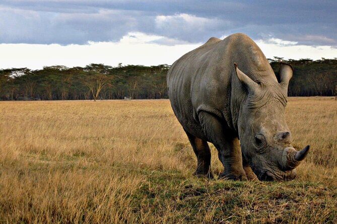 4 Days Safari Tour at Tarangire, Serengeti and Ngorongoro Crater - Day 3: Two drives in Serengeti’s key areas, plus breakfast out in the open