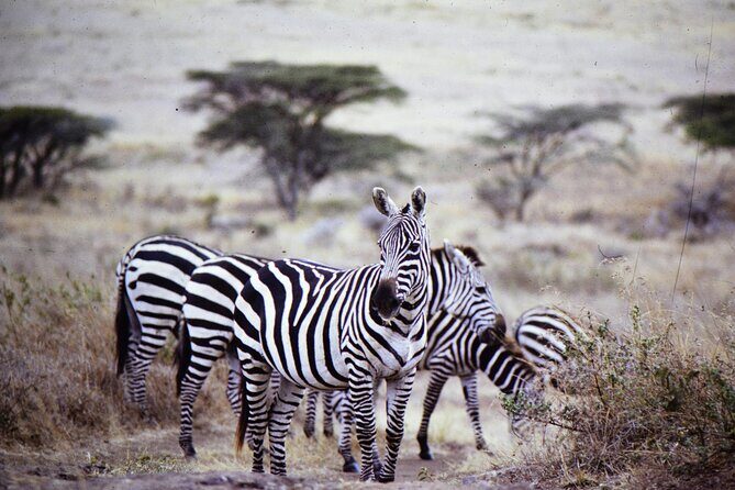 4 Days Safari Tour at Tarangire, Serengeti and Ngorongoro Crater - Price and logistics: what $2,274 per person really covers