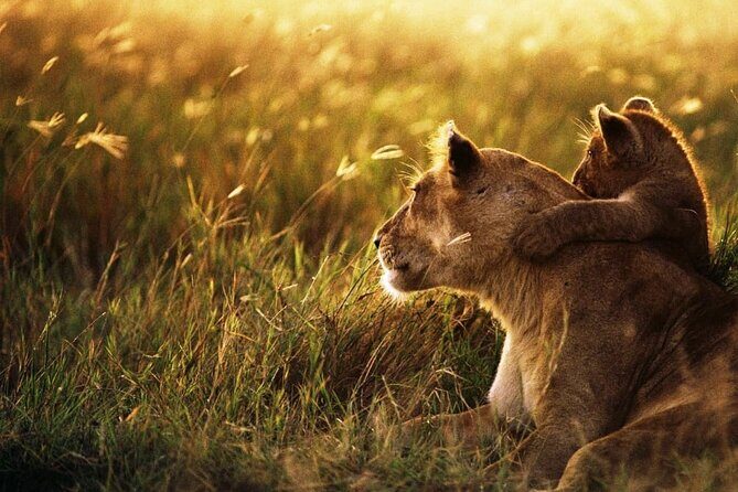 4 Days Safari Tour at Tarangire, Serengeti and Ngorongoro Crater - Private group timing and how it affects your game drives