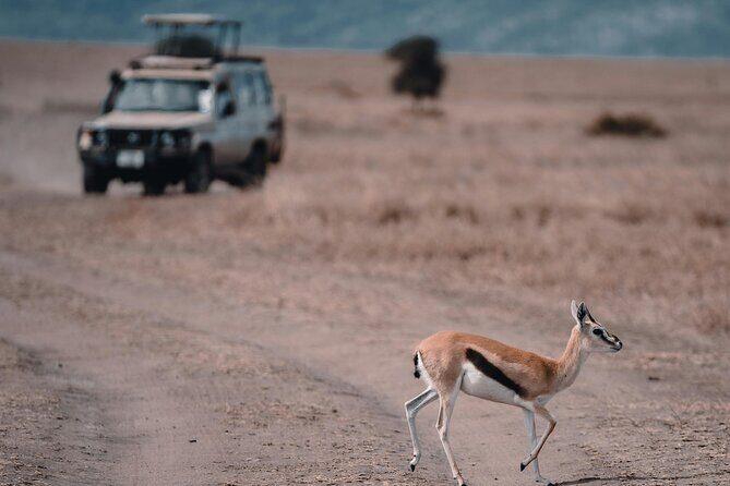 4 Days Safari Tour at Tarangire, Serengeti and Ngorongoro Crater - Wildlife expectations: what you can count on and what varies