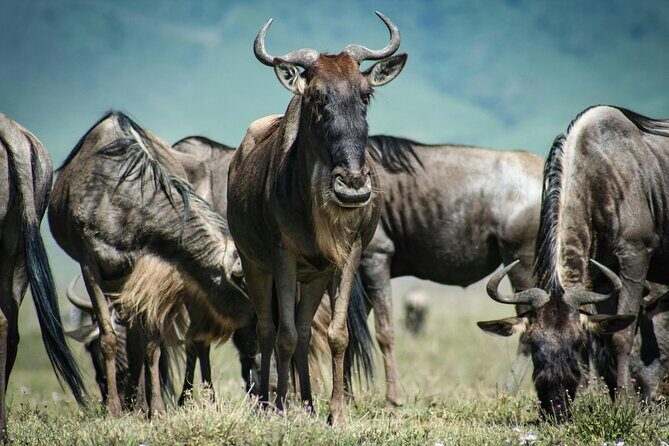 4 Days Safari Tour at Tarangire, Serengeti and Ngorongoro Crater - Day 2: Serengeti arrival through the Rift Valley and an afternoon drive
