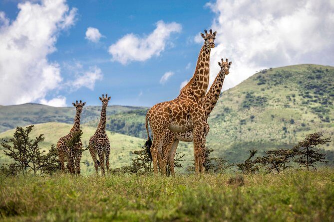4 Days safari Tour Tanzania - Price and value: why $1,650 can make sense here