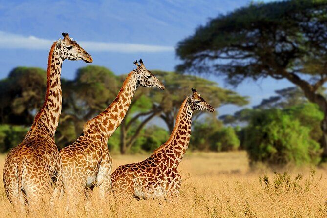 4 Days scenic Tarangire, Ngorongoro, Serengeti Group Safari - Day 1 in Tarangire: Elephant Country and a Picnic Lunch Plan