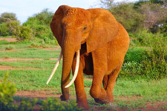 4 Days Tanzania Budget Group Join Safari- Serengeti & Ngorongoro - Arusha pickup at 5:30 am and the first Serengeti game drive