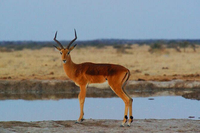 4 Days Tanzania Budget Group Join Safari- Serengeti & Ngorongoro - Half-day Serengeti, then the drop into Ngorongoro Crater