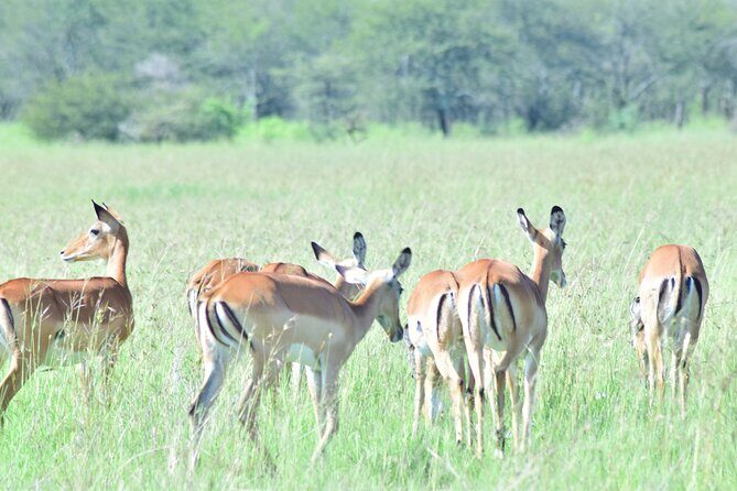 4 Days Tanzania Budget Group Join Safari- Serengeti & Ngorongoro - Ngorongoro game drive day 4 and the return to Arusha
